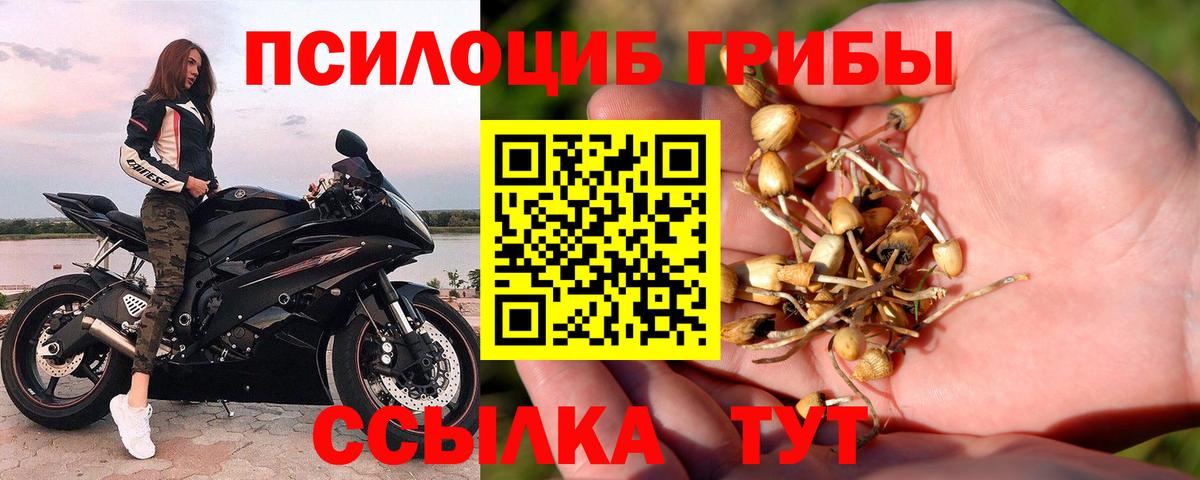 Ефремов  Галлюциногенные грибы мицелий  Псилоцибиновые грибы прущие грибы  Вход с VPN 